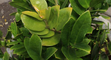 Listy zamiokulkas žloutnou - jak zachránit rostlinu